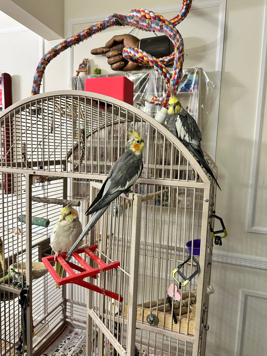 Bird treat dish for curved top cage