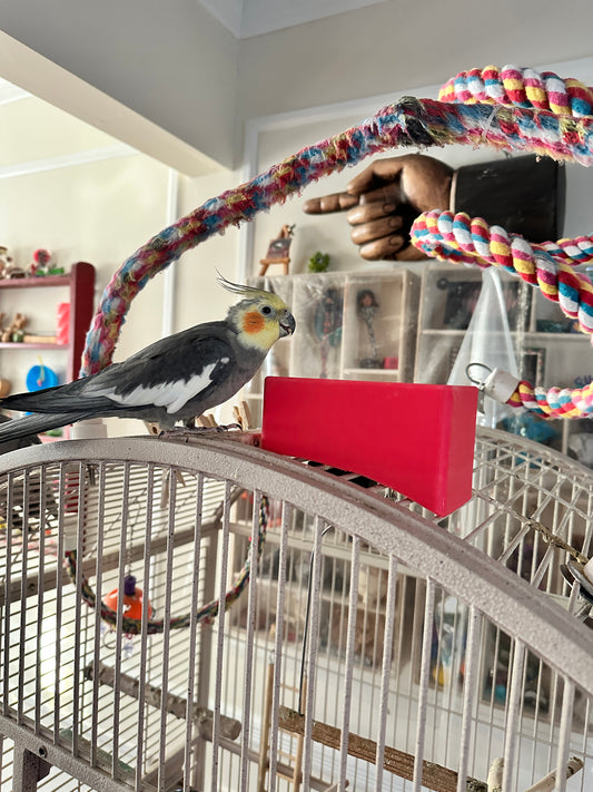 Bird treat dish for curved top cage