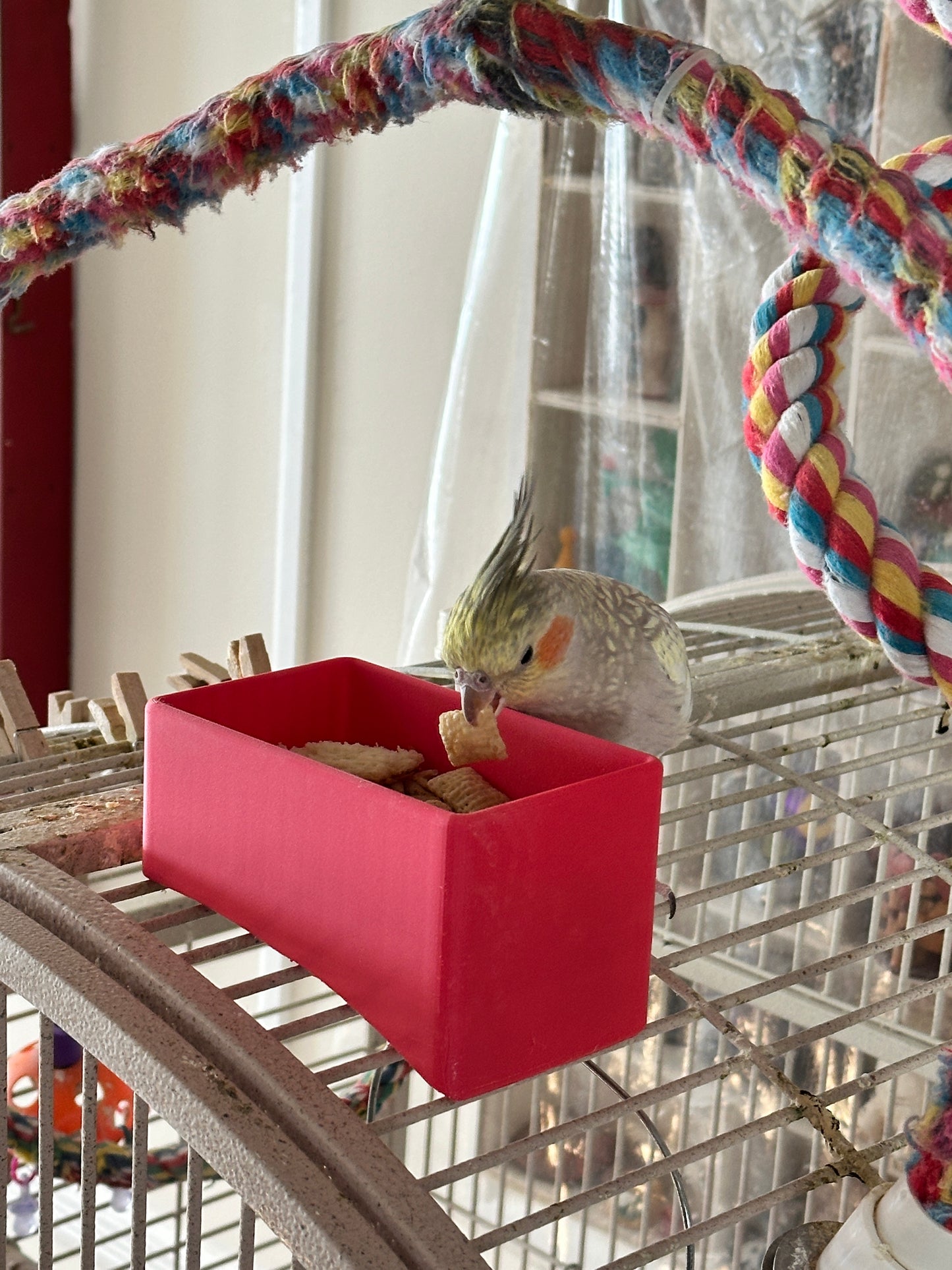 Bird treat dish for curved top cage